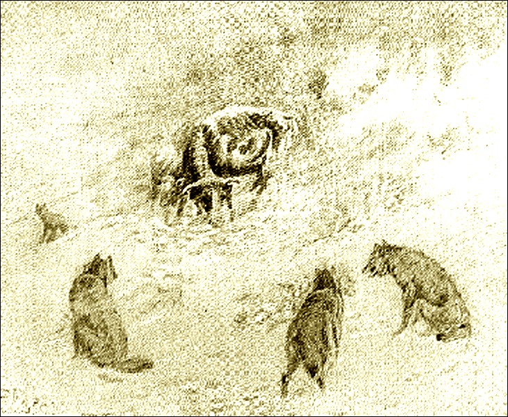 Illustration