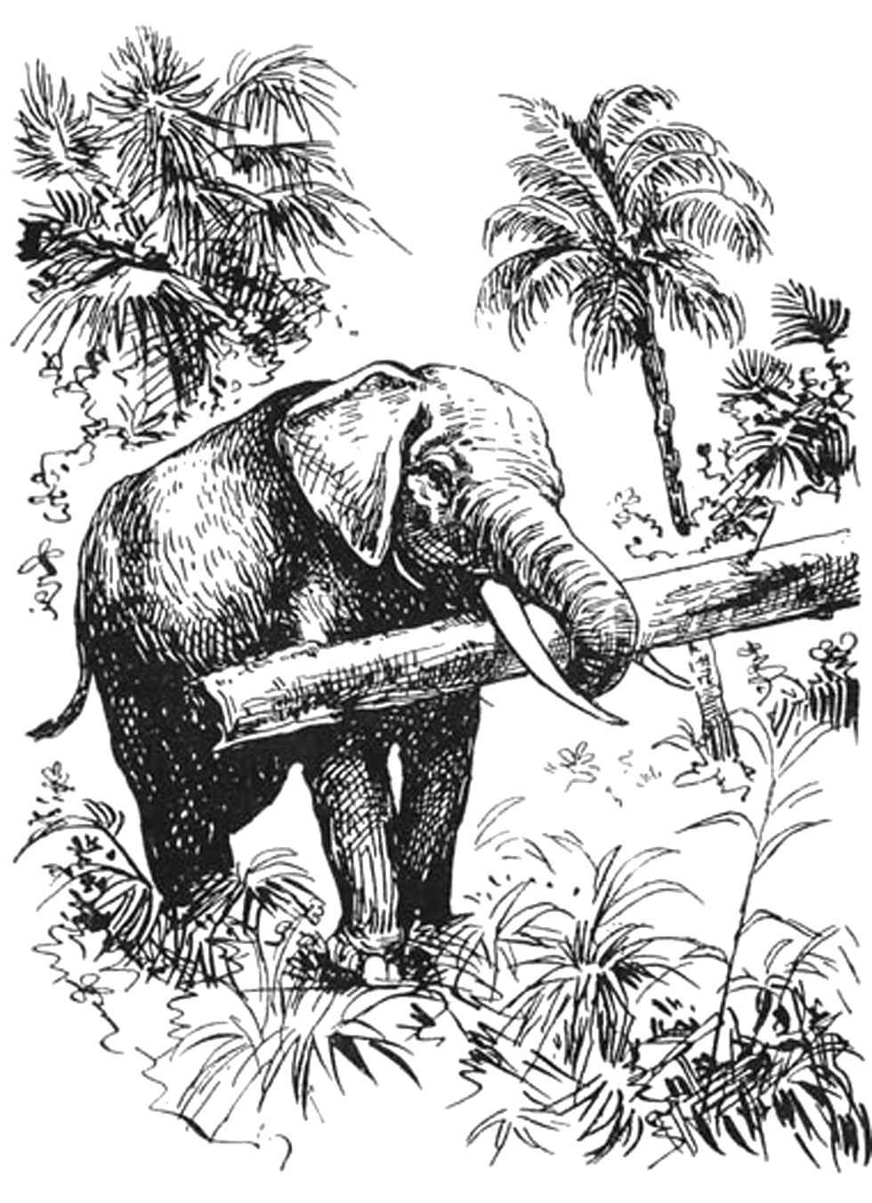Illustration