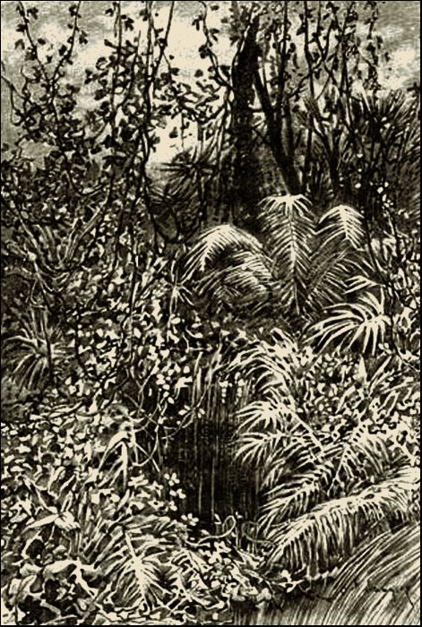Illustration