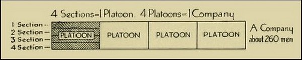 Diagram showing section composition of a company.