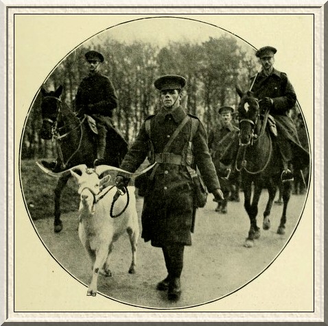 'Billy,' the goat mascot of the Welsh Regiment marched proudly with
the troops when they were reviewed by the King.