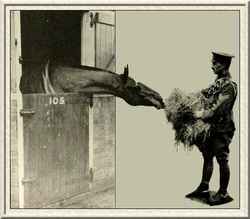 Just what he wanted. The horse's dinner-time.