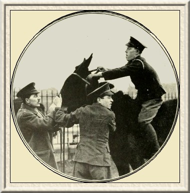 Mules, which are now being used for gun teams, are proverbially
obstinate—as those who had to train them quickly found out.